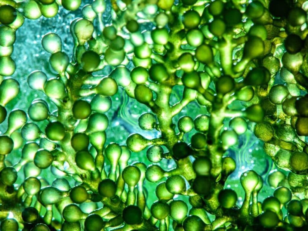 Microalgae