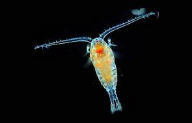 plankton