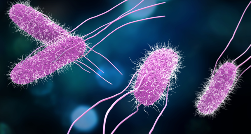 prokaryotes