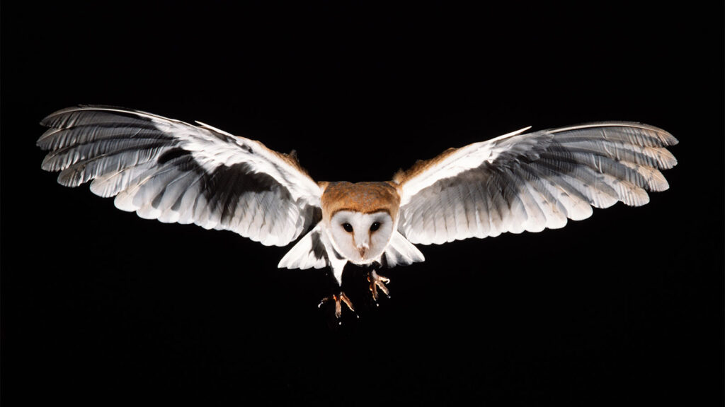 Large wings of owl