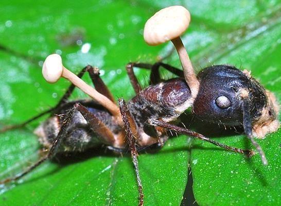 zombie-ant fungus