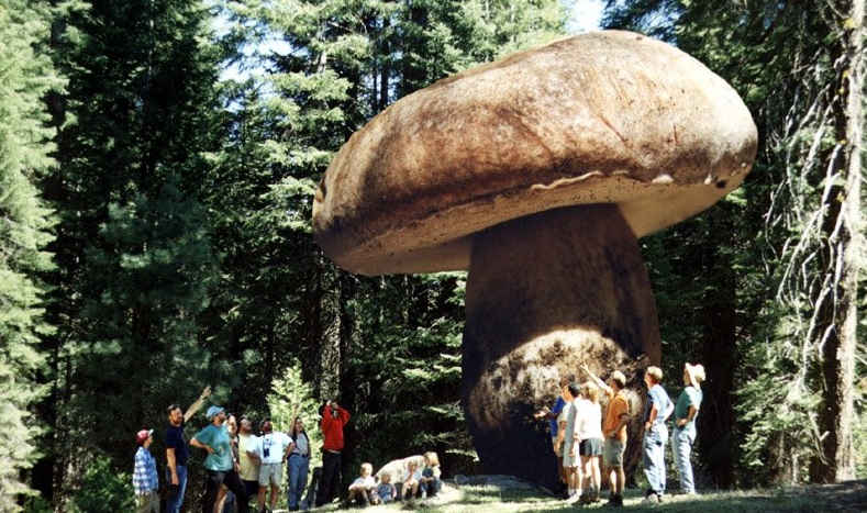 Honey fungus in Oregon