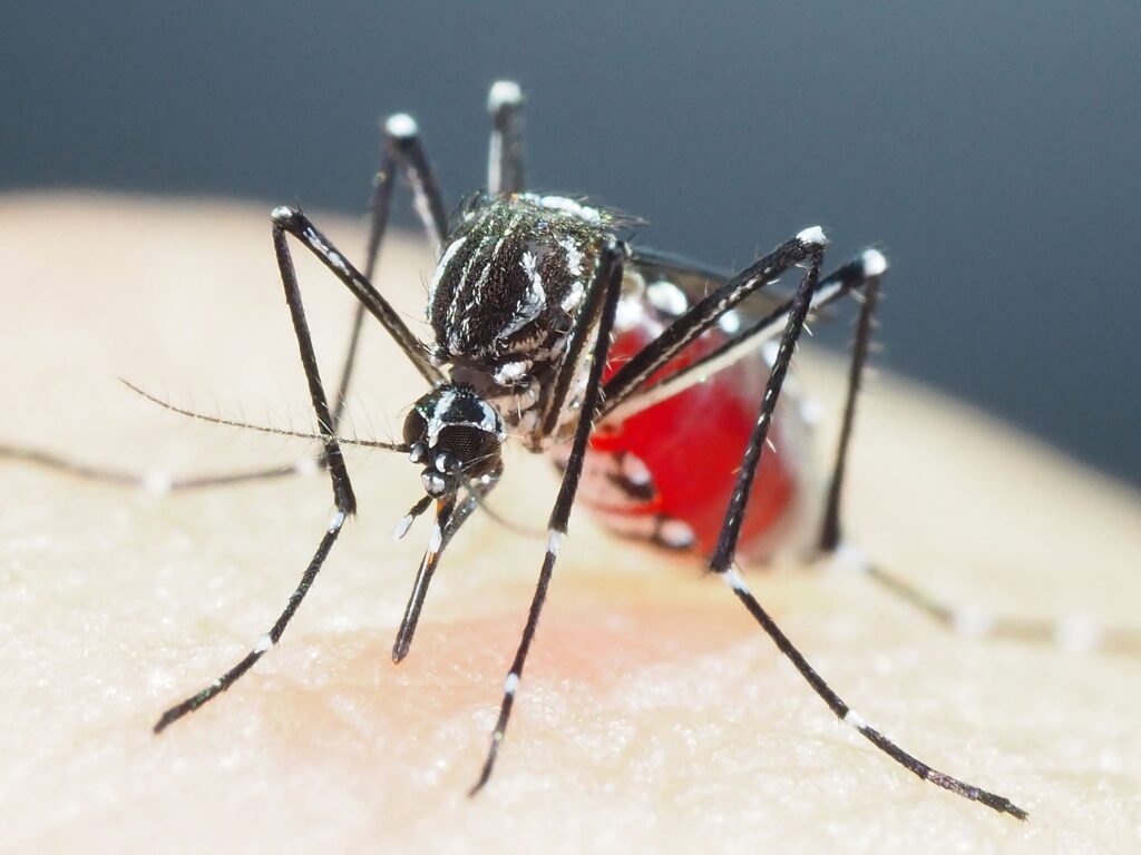 Super Mosquitoes