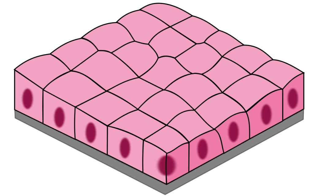 Tissue